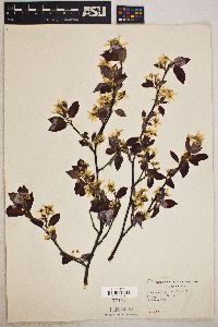 Amelanchier laevis image