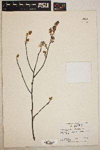 Amelanchier obovalis image