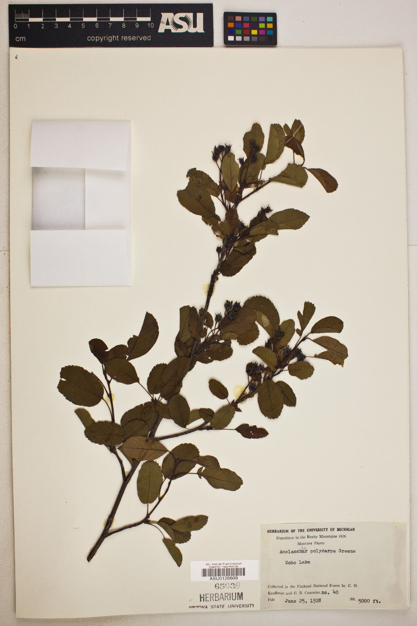 Amelanchier pumila image