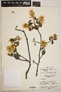 Amelanchier spicata image