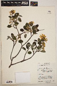 Amelanchier spicata image