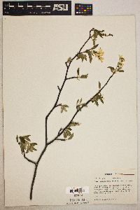 Amelanchier spicata image