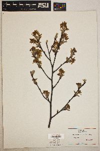 Amelanchier stolonifera image