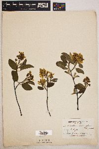 Amelanchier stolonifera image