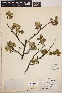 Amelanchier utahensis image