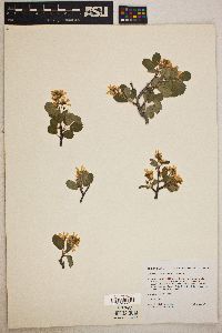 Amelanchier utahensis image