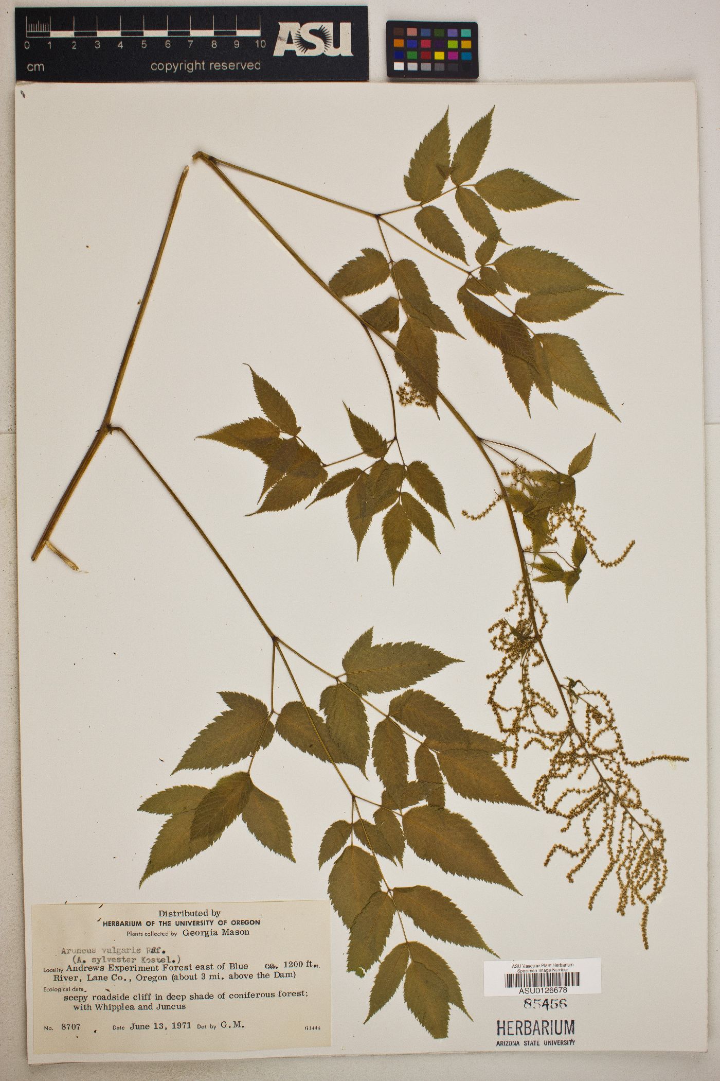 Aruncus vulgaris image