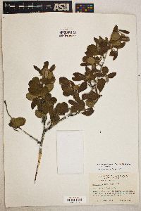 Cercocarpus montanus var. glaber image