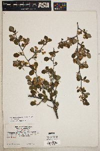 Cercocarpus montanus image