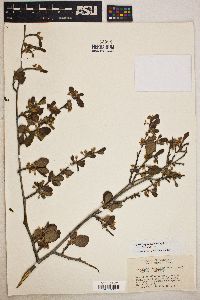 Cercocarpus douglasii image