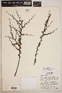 Cercocarpus intricatus image