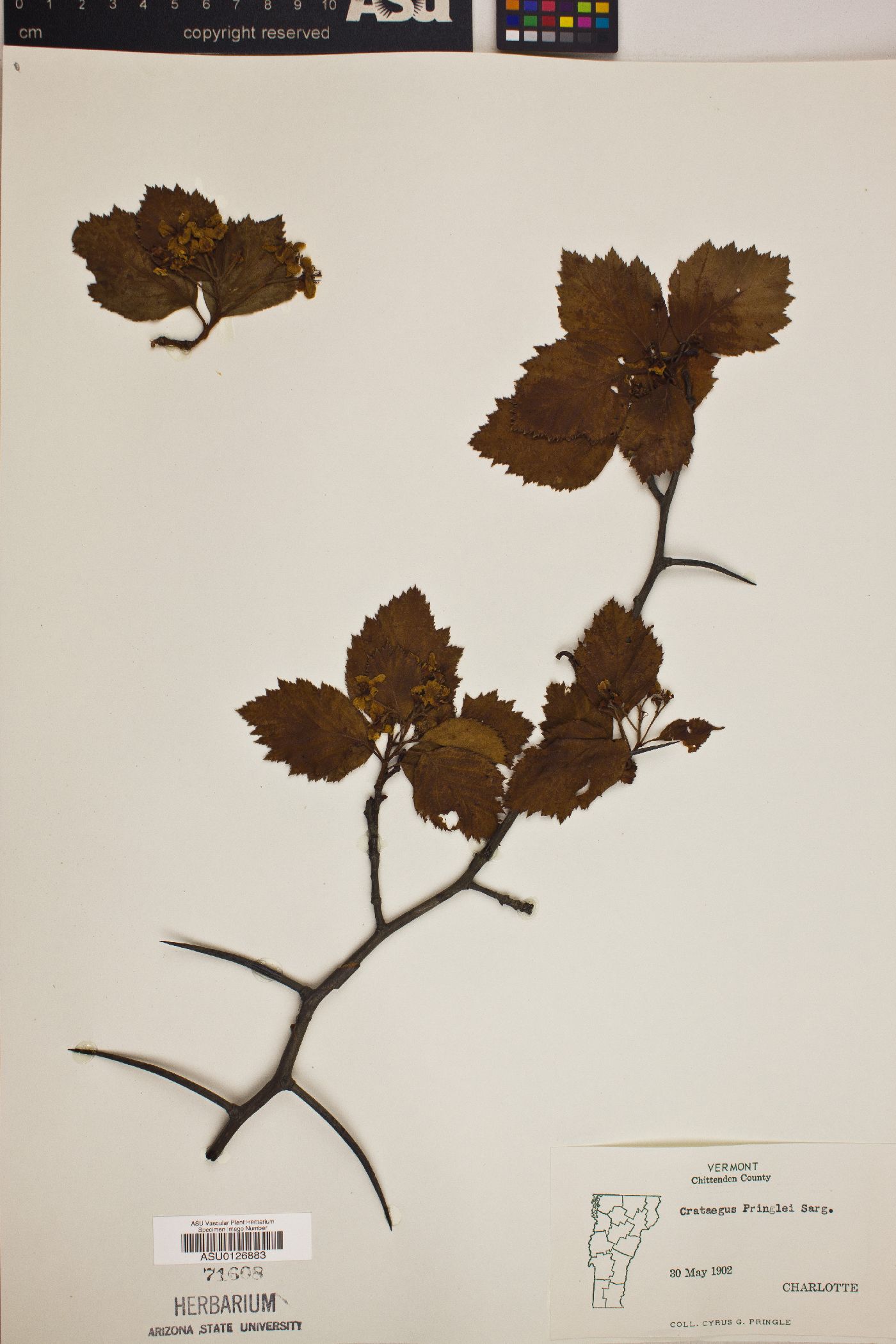 Crataegus pringlei image