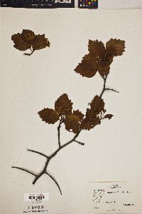 Crataegus pringlei image