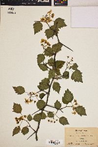 Crataegus pruinosa image