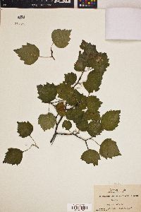 Crataegus pruinosa image