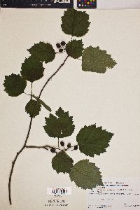 Crataegus pruinosa image