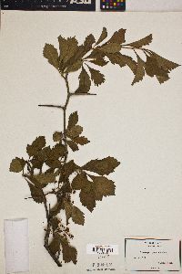 Crataegus punctata image