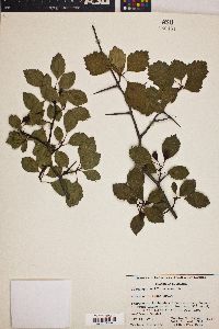 Crataegus uniflora image