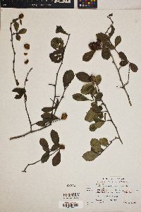 Crataegus uniflora image