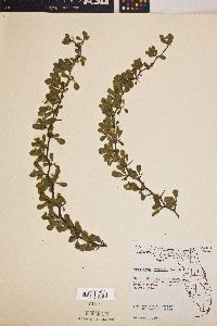 Crataegus uniflora image