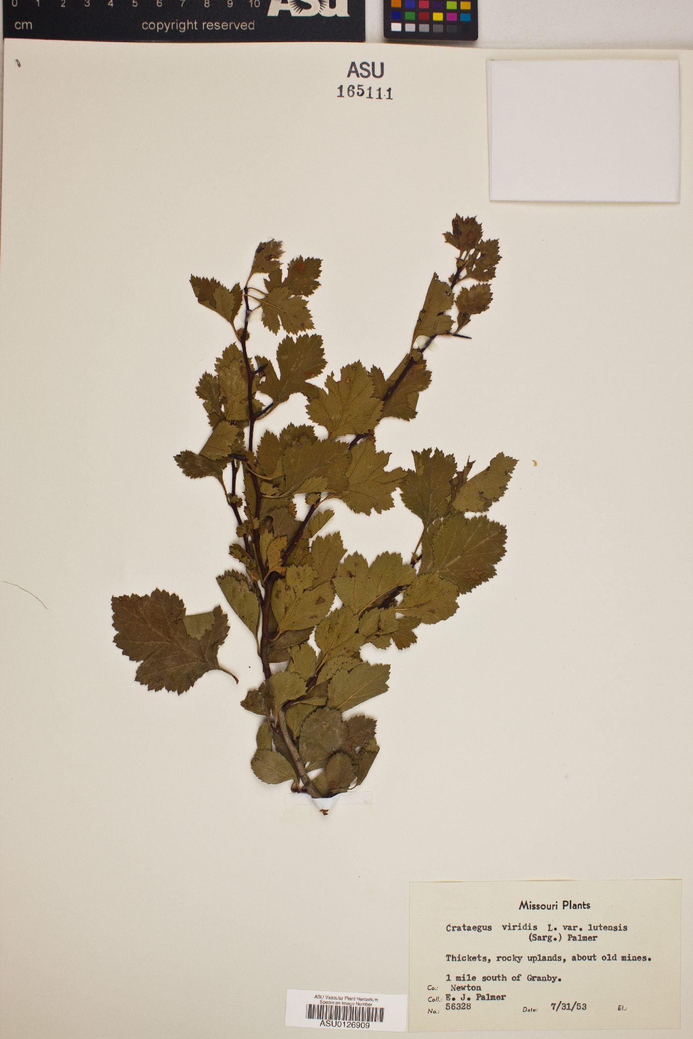 Crataegus viridis var. lutescens image