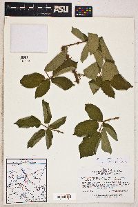 Rubus armeniacus image