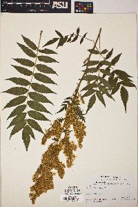 Sorbaria sorbifolia image