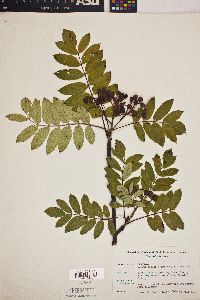 Sorbus decora image