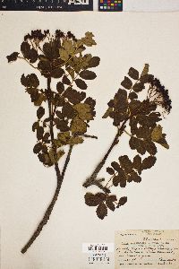 Sorbus occidentalis image