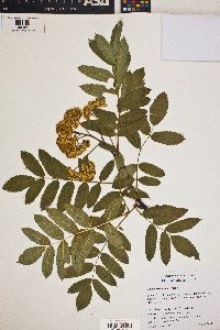 Sorbus scopulina image