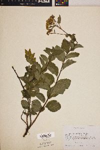 Spiraea betulifolia image