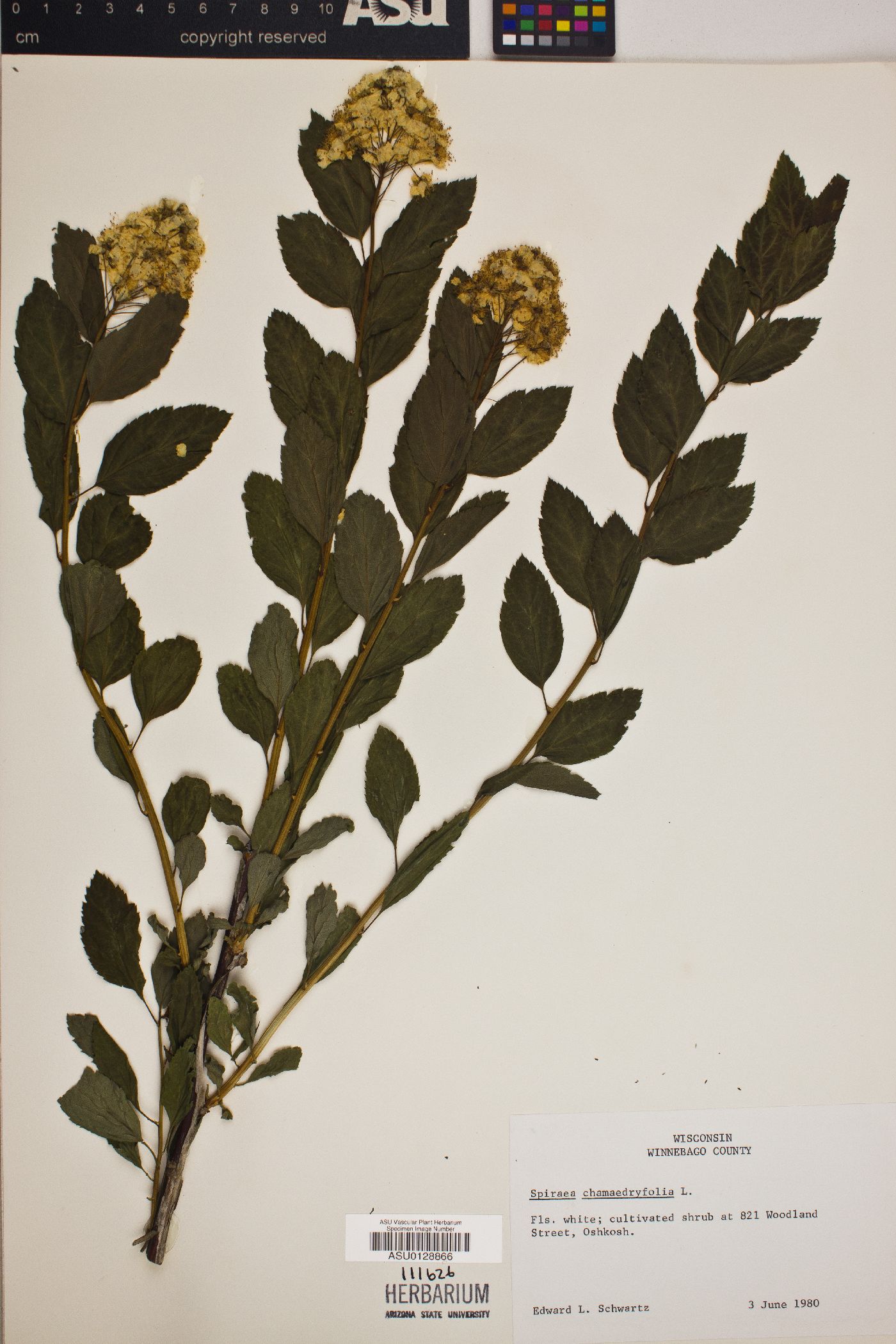Spiraea chamaedryfolia image