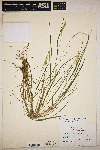 Setaria sphacelata image