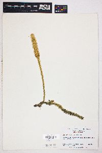 Lycopodium prostratum image