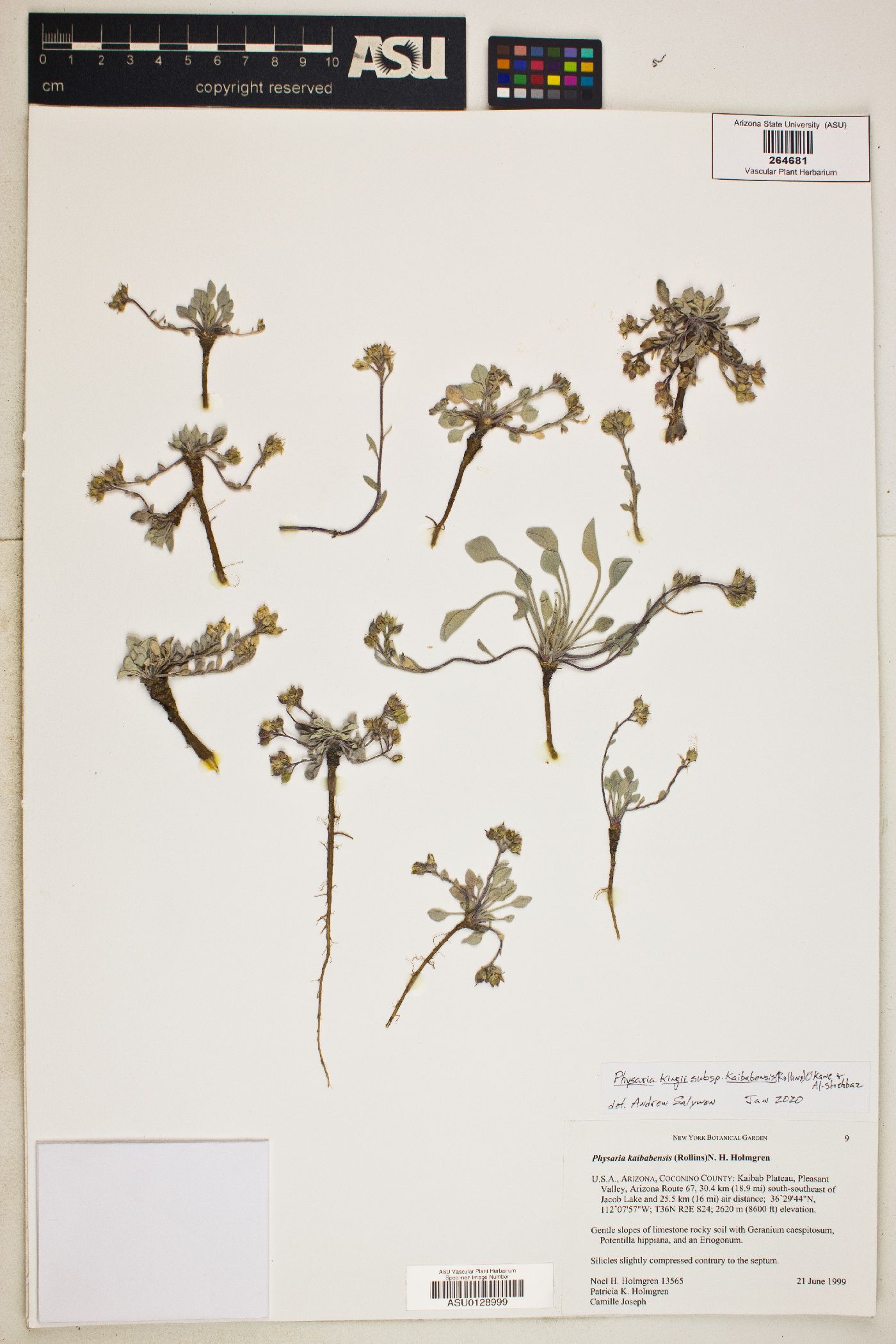 Physaria kingii subsp. kaibabensis image