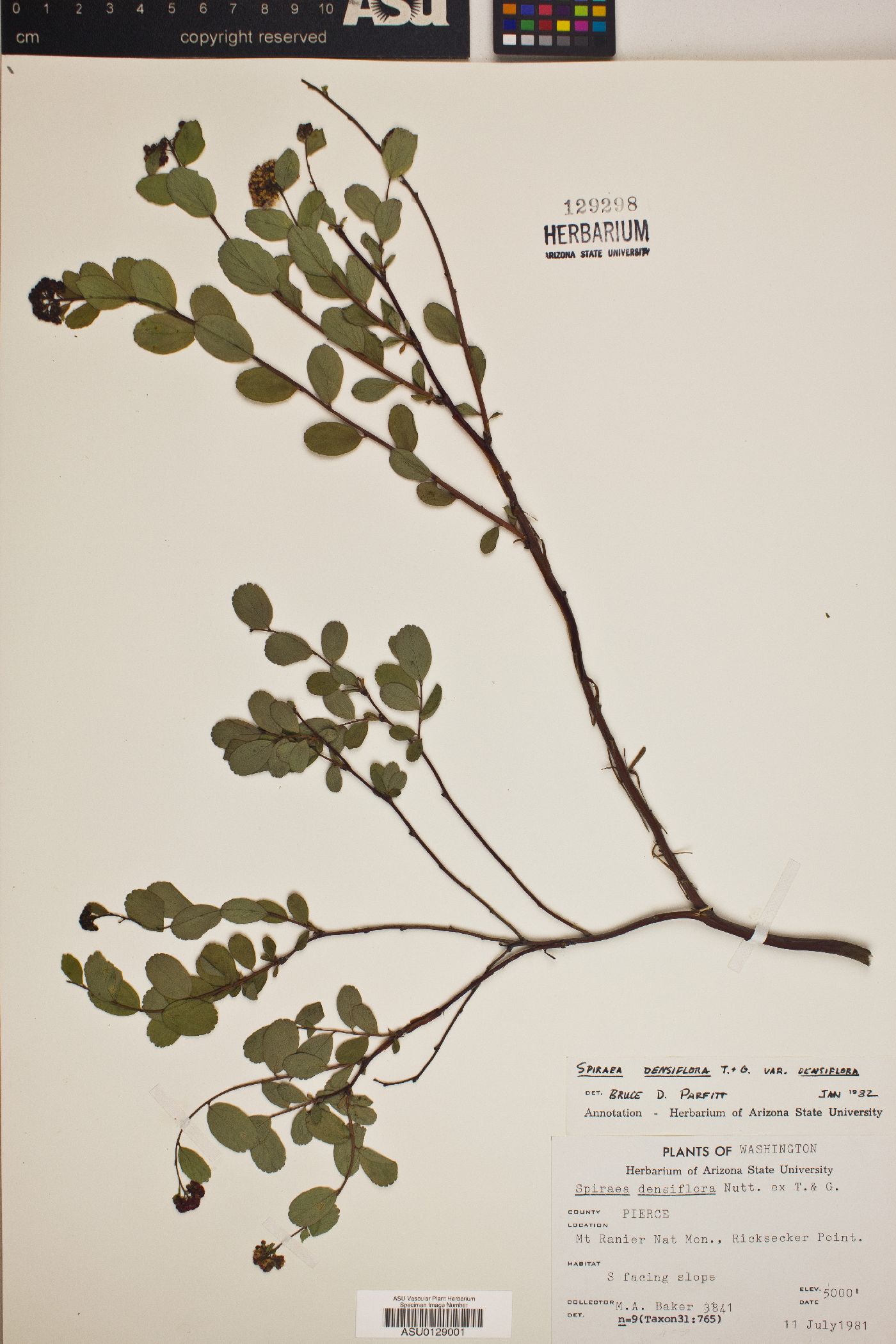 Spiraea densiflora var. densiflora image