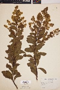 Spiraea latifolia image