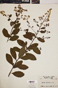 Spiraea latifolia image