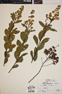 Spiraea latifolia image