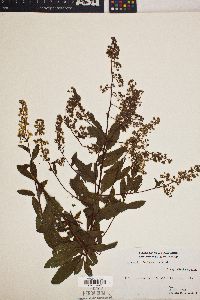 Spiraea latifolia image