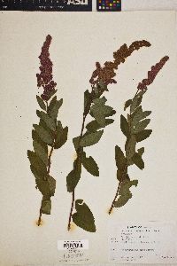 Spiraea menziesii image