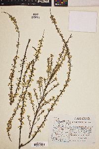 Spiraea thunbergii image