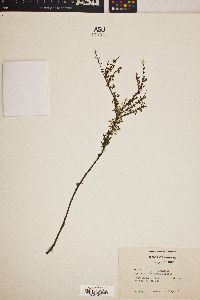 Spiraea thunbergii image