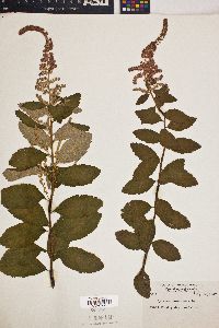 Spiraea tomentosa image