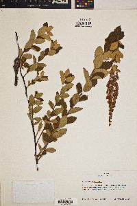 Spiraea tomentosa image