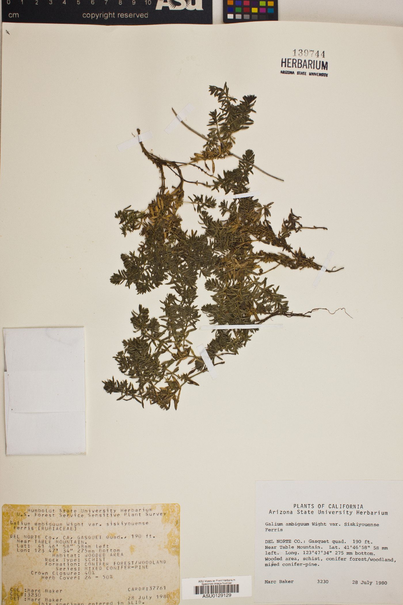 Galium ambiguum subsp. siskiyouense image