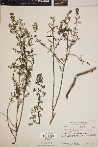 Galium angustifolium image