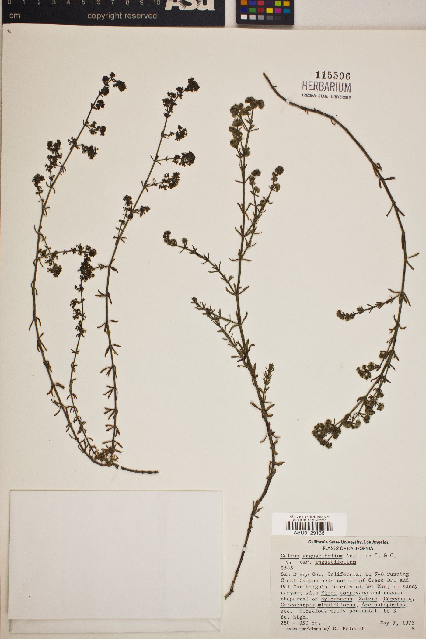 Galium angustifolium var. angustifolium image