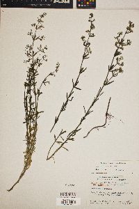 Galium angustifolium image