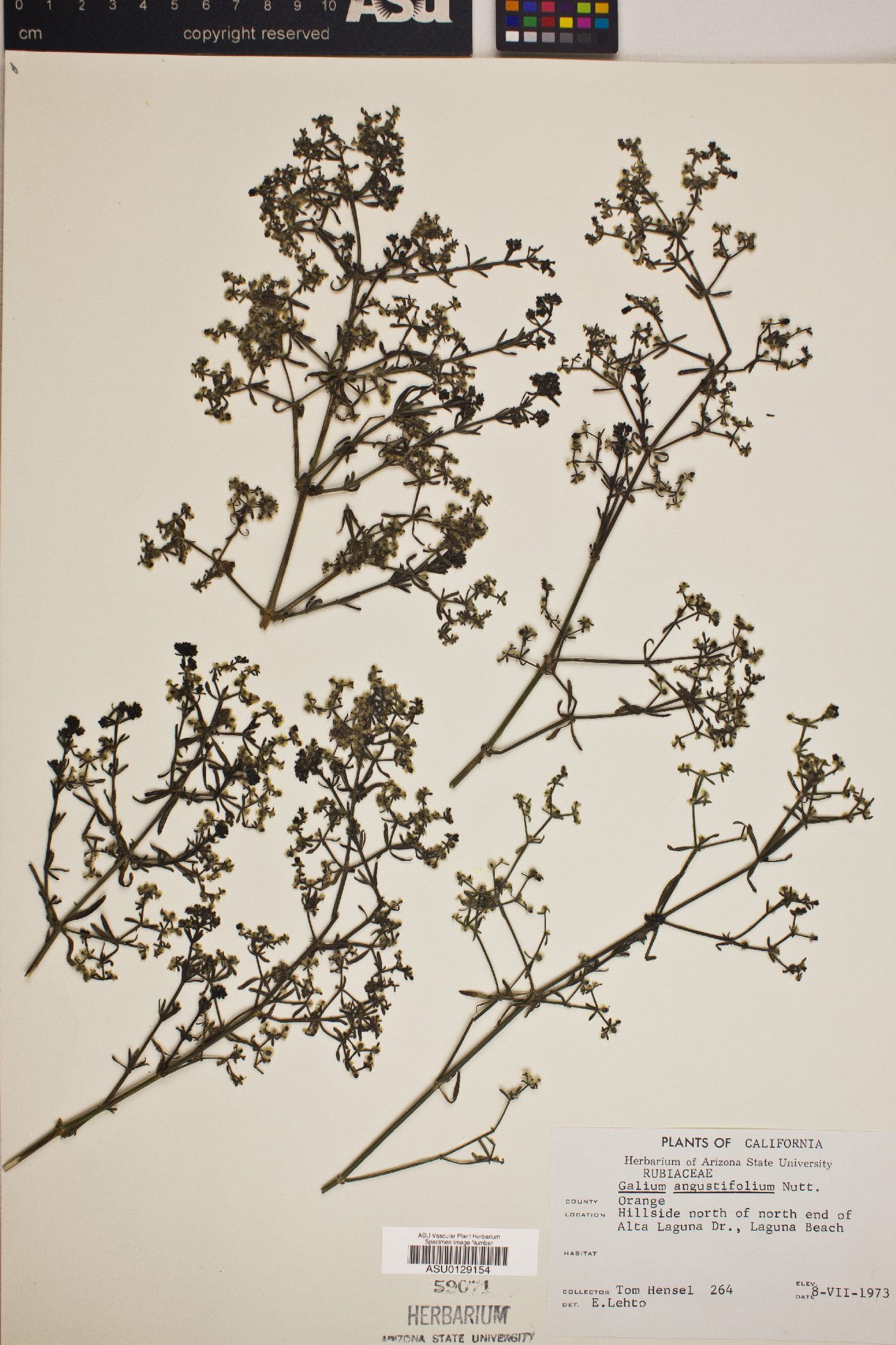 Galium angustifolium image